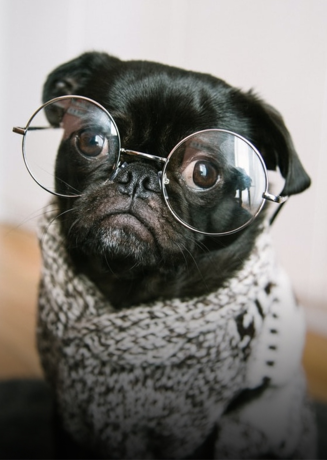 Rex the dog
